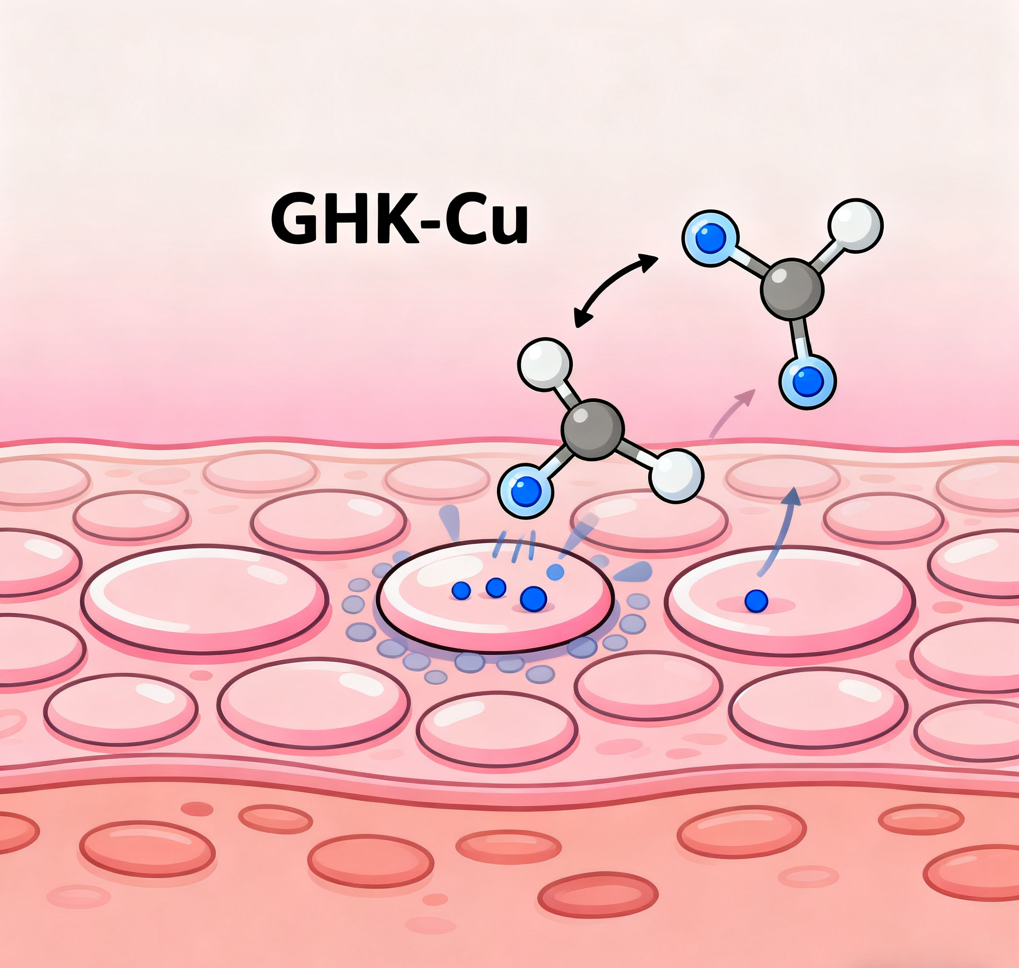GHK-Cu (Copper Peptide): The Multi-Tasking Hero for Skin Health & Anti-Aging